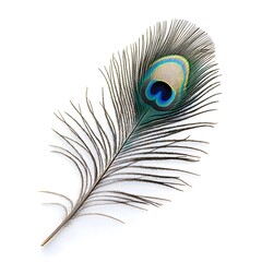 Obraz premium Single peacock feather with blue and green eye isolated on white background.