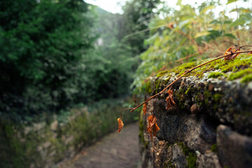 Stone road after rain, Heidelberg, Germany