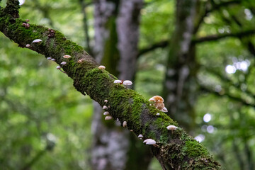 spring in the forest