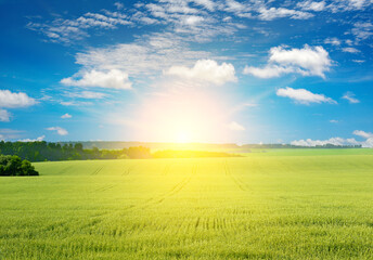 Morning with bright sun in large wheat field.