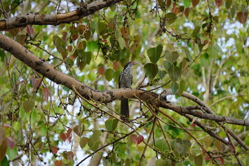 A female asian koel with dark red eyes perched on a branch with leafy background
