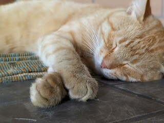 Red cat sleeping on the floor