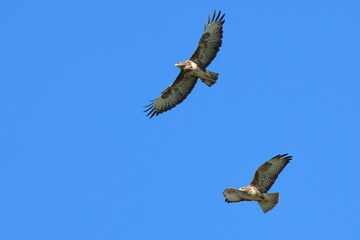 in cielo