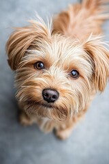  A tight shot of a canine's expressive face, displaying sadness as its eyes gaze upward towards the lens