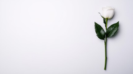 Elegant white rose with green leaves on a minimalist white background.