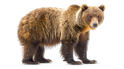Obraz premium A ten-year-old grizzly bear standing straight up in copy space 