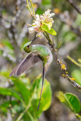 Colibrí de cola larga posado sobre una rama a punto de libar de una flor blanca © carlosfelipet