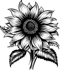 Sunflower Black and White monochrome Vector illustration
