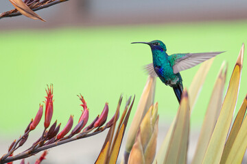 Colibri coruscans volando mientras mira una flor roja