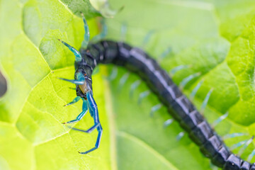 Ciempiés azul sobre una hoja verde 