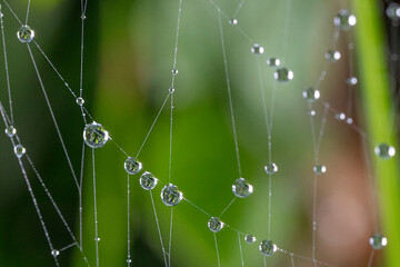Gotas de rocío atrapadas en una tela de araña