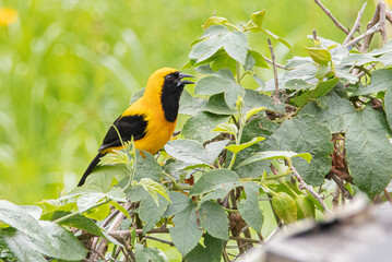 Ave amarilla posada sobre una rama mientras abre el pico