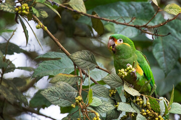 Loro posado sobre una rama mientras se alimenta de sus frutos