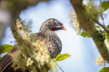 Pava de monte mirando a través de la vegetación en un día soleado