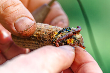 Worm on a hook in his hand fisherman.Macro shot of red worms Dendrobena in manure, earthworm live...