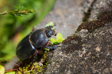 Escarabajo caminando sobre una piedra