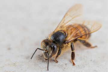 Fotografía macro de una abeja posada en el piso