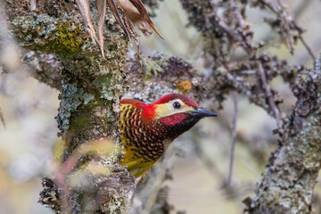 Pájaro carpintero asomándose detrás de un árbol