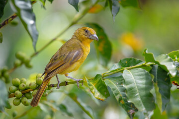 Piranga flava o fueguero hembra posada sobre una rama verde