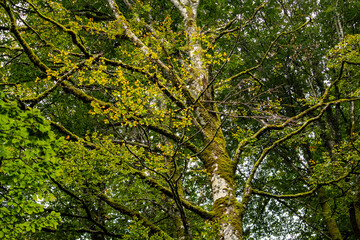 green leaves background