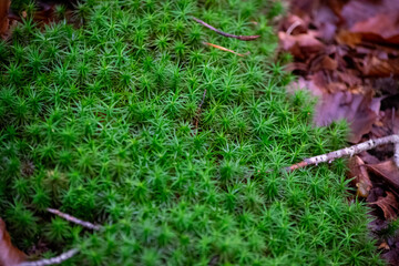 grass in the grass