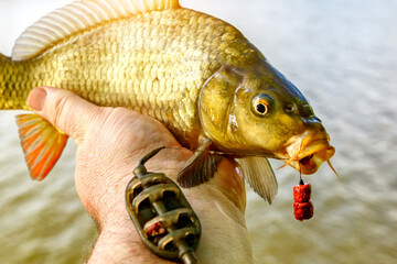 Carpfishing session at the Lake.lucky fisherman holding a giant common carp.Angler with a big carp fishing trophy.Fishing adventures.Fish trophy