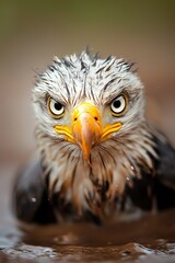  A tight shot of a bird of prey with its head above a body of water's surface