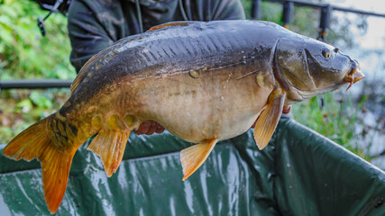 Carpfishing session at the Lake.lucky fisherman holding a giant common carp.Angler with a big carp fishing trophy.Fishing adventures.Fish trophy