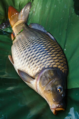 Carpfishing session at the Lake.Carp Angling.Live carp in a swing caught by sunrise.Big common carp...