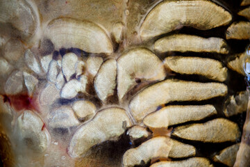 Scales on carp fish as abstract background.Fishing adventures, carp fishing.Gold background - fish scales.Texture.Whole background closeup