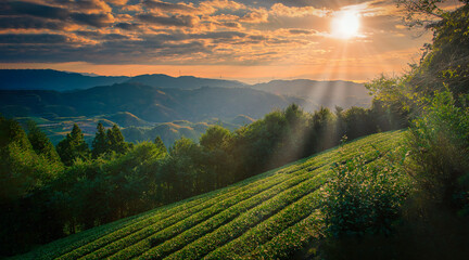 Mt. Fuji with green tea field at sunrise in Shizuoka, Japan.