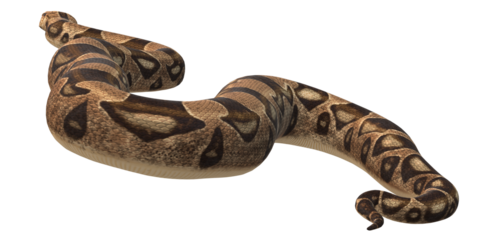 Snake isolated on a Transparent Background