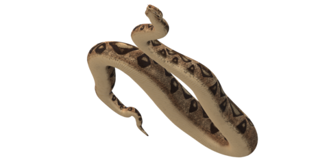 Snake isolated on a Transparent Background