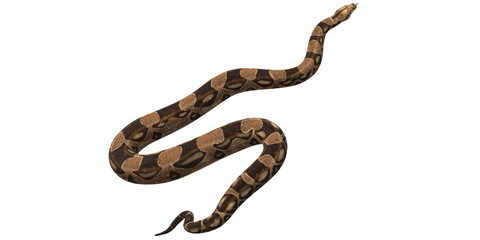 Snake isolated on a Transparent Background