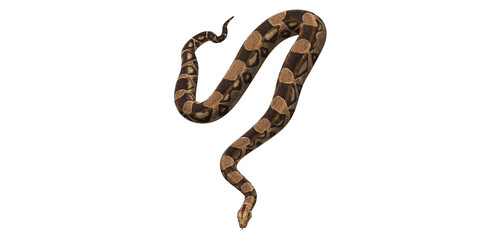 Snake isolated on a Transparent Background