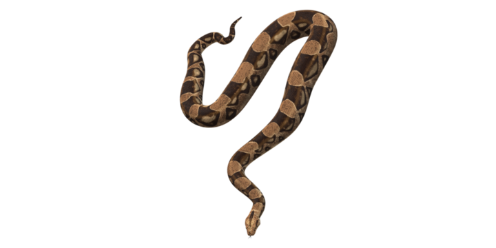 Snake isolated on a Transparent Background