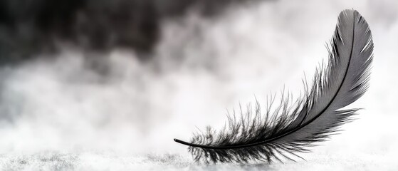 Fototapeta premium a feather against a contrasting white and black backdrop; a hazy sky in the distance