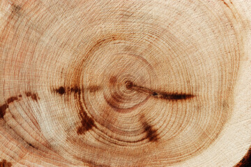 Natural wooden background, wood texture annual rings form. Macro photo of cross section of juniper...