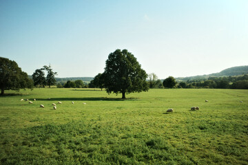 landscape with sheep