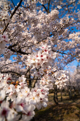 cherry blossom in spring