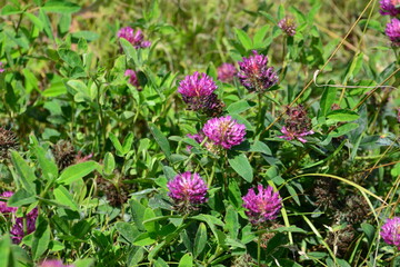 a field with purple clover flowers and green leaves wallpaper 