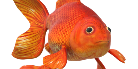 Gold Fish isolated on a Transparent Background
