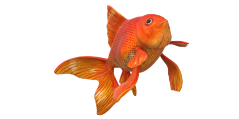 Gold Fish isolated on a Transparent Background