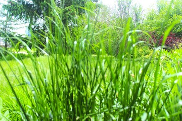 green grass and blue sky