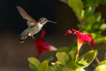 Anna's hummingbird (Calypte anna) Enjoying the Red Mandevilla.
