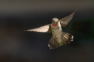 Anna's hummingbird (Calypte anna) Enjoying the Water Fountain Drops.