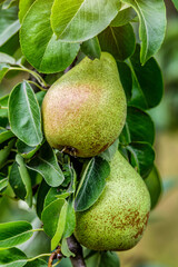 Crop of pears in summer garden.Closeup of pear tree in a farm garden.Organic pears in natural environment. Morning shot