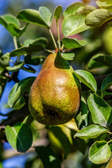 Crop of pears in summer garden.Closeup of pear tree in a farm garden.Organic pears in natural environment. Morning shot