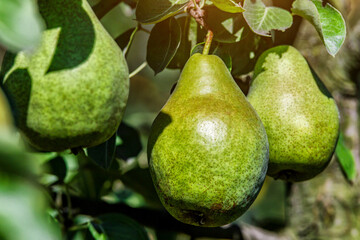 Crop of pears in summer garden.Closeup of pear tree in a farm garden.Organic pears in natural environment. Morning shot