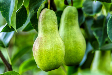 Crop of pears in summer garden.Closeup of pear tree in a farm garden.Organic pears in natural environment. Morning shot